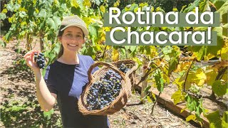 ROTINA DA CHÁCARA | Colhemos uma CESTA DE UVAS + Noite do BURGUER