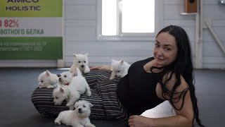 Больше наших собак и их щенков #вестикиастрахань #westie #терьеры #щенки