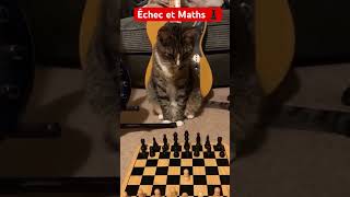 Ce chat est le roi des échecs ♟⚔️ #shorts #funny #funnycats #fun #cute #pets #petlover  #échecs