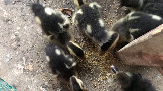 Feeding black ducks - 365 working days | cafe tv