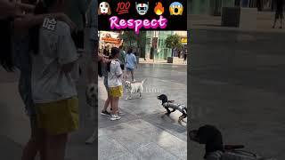 Dog vs Robot #shortvideo #viral #trending