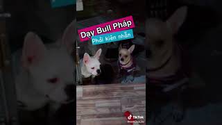 Dạy bull pháp phải kiên nhẫn #thucung #thúcưng #pets #golden #bullphap #nuoithucung