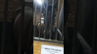 27.08.24 Центр верховой езды МАТАДОР🐎 #shorts #лошади #верховаяезда