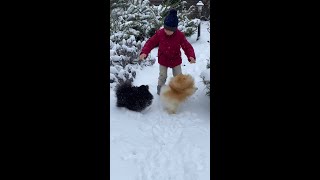 Snowy Puppies Playing With Cute Boy #shorts #funnydoggydog #youtubeshorts #shortsvideo