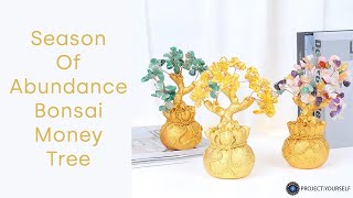 Season Of Abundance Bonsai Money Tree