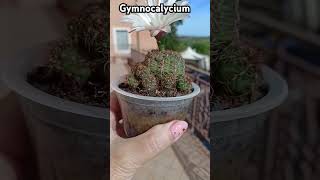 #gymnocalycium