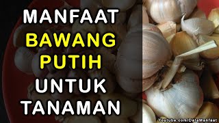 Manfaat Bawang Putih Untuk Tanaman