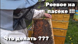 РОЕВОЕ НА ПАСЕКЕ !!! ЧТО ДЕЛАТЬ ???