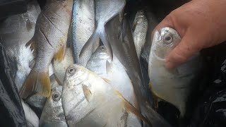 PESCA DE PALOMETAS CON CAMARON