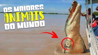 10 Animais ENORMES que Vão te Deixar em Choque