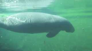 Manatee swimming