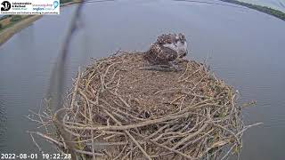 Osprey Manton bay 1 aug 2022 | 1H1 gets to practice on live fish