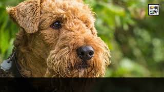 The Terrier KING - Airedale Terrier - Animal a Day