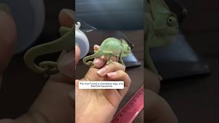 This man found a chameleon egg, and then this happened #animalshorts #shortsvideo