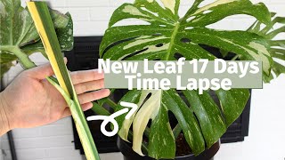 Monstera Deliciosa Thai Constellation Unfolding Leaf | 17 Days Growth |  Time Lapse