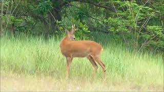 Chevreuil en vue 🦌 dans une carrière sauvage de Seine-et-Marne !