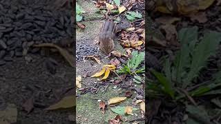 Cute Chipmunk #outdoors #nature  #cute  #chipmunk #nature  #wildlife #livingthewildoutdoors  #cool