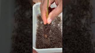 How to collect 100,000 ants fastest #shorts