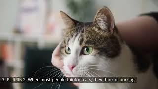 11 Strangest Cat Behaviors Explained | Clever Cat Corner