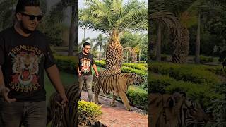 Big Tiger Walks In Chain | Nouman Hassan