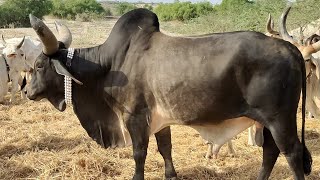 Original Kankrej Bull || Bull For Sale || bull Markets || Gamo Cow Farm || mix cow || kuch Kankrej