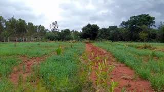 Weekend Farming: Forest tree planting! 300+ saplings so far!