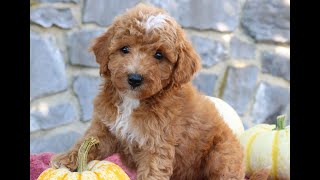 Mini Goldendoodle Puppies for Sale