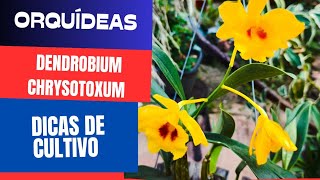 🟣 ORQUÍDEAS DENDROBIUM CHRYSOTOXUM (FLORAÇÃO DICAS DE CULTIVO)