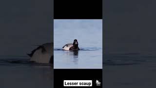 Lesser scaup spreads his wings in slow motion #Shorts