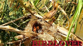 These babies bird will die of overheat or water flooding.