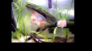 One of my Discus tanks, Tony Tan's Discus