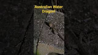 Baby Australian Water Dragon! Check Out My Channel For More!!!