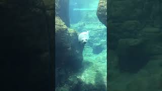 The dive #antwerp #marinelife #zoo #sealions