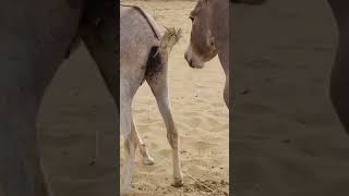 Donkey personal place #animals #funnyanimal #donkeyvillage #ytshortsvideo #donkey #ytshorts