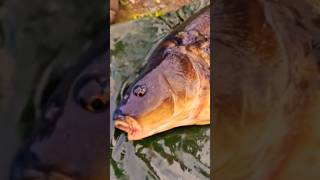 Big mirror carp caught #carp #London #freshwaterfish #mirrorcarp #carpfishing #shorts