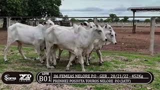 LOTE B01