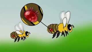 Honey bee and Varroa mites animation. How Varroa Destructor devastates honey bee colonies.