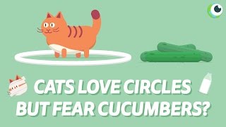 Are cats scared of CUCUMBERS?