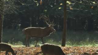 Rotwild Rothirsch Brunft Red deer rut