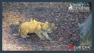 Lion Cub Cam Highlight | Lion Cubs Playing With Boulder Cam