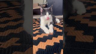 #cat #catvideos #cute #cutecat