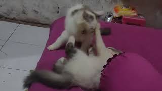 moezza atlit silat murid jet Lee dan Jacky Chan #Funny Cats and Kittens Meowing Compilation