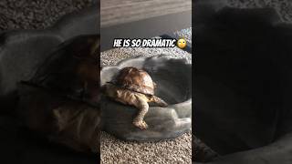 BOX TURTLE DRAMA 🐢