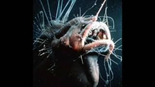 Most Amazing & Bizarre Deep Sea Creatures Part 3 (Reupload)