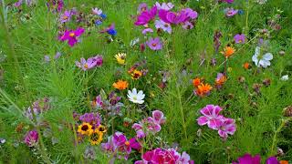 Wildflowers around the World: A Colorful Journey #wildflowers