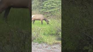 Spotting an Elk in Banff, Alberta