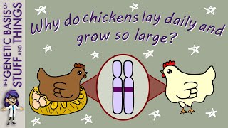 The genetics behind domestication…in chickens