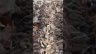 duck farming  #fafafarmlife #duck #duckfarming #duckfarm