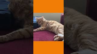 How I run everytime I went out, thinking my cat is feeling lonely #ytshorts #catsdaily