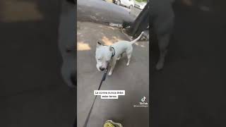 Cuando un Dogo Argentino se encuentra otros perros en la calle